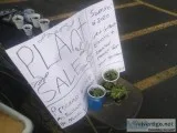 Bi-Mart plant sale in parking lot