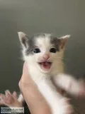 6 kittens free to a good home.