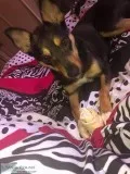 About 1 year old German Shepard Mix
