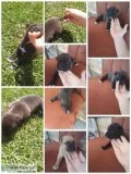 Pit bull mix