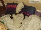 Free 7 wk old kittens.