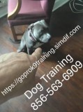 Affordable obedience working with your dog