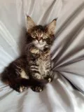 Maine Coon Cats Ready