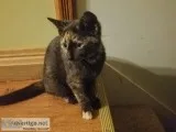 Kittens to a Good Home