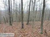 Peebles Bluff Road-Sharp County AR
