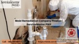 Mold Remediation Company Pinellas  ServiceMaster PWF