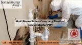 Mold Remediation Company Pinellas  ServiceMaster PWF