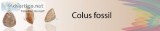 Buy Colus Fossil Stone Jewelry Online At Wholesale Price  Sanchi