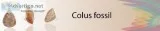 Buy Colus Fossil Stone Jewelry Online At Wholesale Price  Sanchi