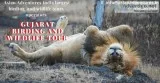 Birding Tours Gujarat
