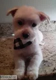 Pet grooming