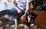 Puppy Day Care in Perth - Ph. 61 8645 49318