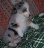 Adorable Australian Shepherd Puppies.