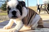 100% Pure Mini English Bulldog puppies.