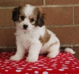 Sweet Cavachon Puppies For Loving homes