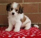 Sweet Cavachon Puppies For Loving homes
