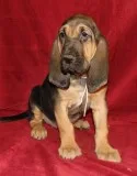 Home Raised Bloodhound Puppies available