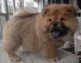 Beautiful Chow Chow puppies Ready Now.