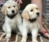 Amazing Golden Retriever puppies.