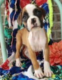 Astonished Boxer puppies for lovely homes.