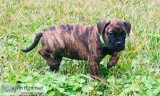 Well Socialized Bull Mastiff Puppies ready now