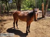 Pony mare