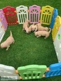 Goldendoodle Puppies