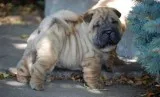 Amazing Chinese Shar-Pei Puppies