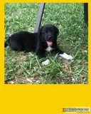 Pyrador Designer Breed Lab Great Pyranese Mix