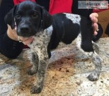 Beautiful German Shorthaired Pointer puppies 