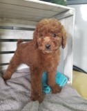 male and female Golden Doodle puppies available.