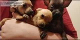 Free Chiweenie Puppies