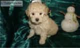 CKC registered Toy Poodle Puppies