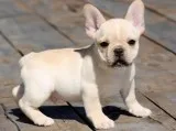 3 Males and 2 females French Bulldog puppies