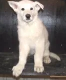 AKC White German Shepherd puppies.