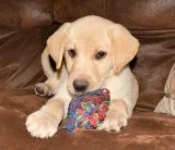 Healthy Labrador Retriever puppies.