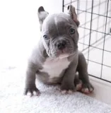 French Bulldog Puppies available now.