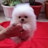 pomeranian teacup puppy