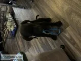 Puppy&rsquos