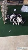 Mini Australian Shepards