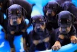 Doberman Pinscher Puppies