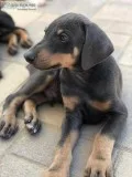 Purebred Doberman