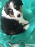Border Colin puppy