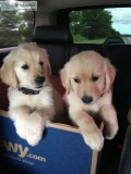Stunning Golden Retriever Puppies.