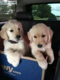 Stunning Golden Retriever Puppies.