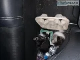 2 small kittens