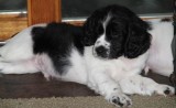 Amazing English Springer Spaniel puppies.