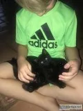 Free to loving home 2 very sweet black kittens
