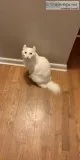 Alpine Lynx Cat