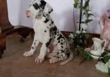 Beautiful Harlequin Great Dane puppies.